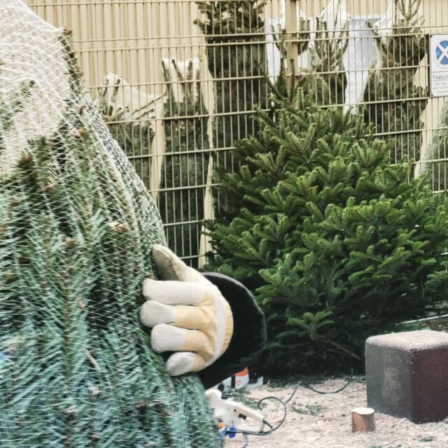 #atännschenplease #charitybaum #weihnachtsbaumverkauf in #köln 

Letzte Chance: Sonntag, 17.12.2023 ab 10Uhr in Finkens Garten in Köln #Rodenkirchen
Die Erlöse leiten wir an den #fördervereinfürkrebskrankekinderköln @krebs.ist.doof weiter.

#köln #kölnrodenkirchen #kölnbayenthal #kölnmarienburg @koelnerbilderbogen @koelner_stadtteilliebe #kölnsürth #kölnweiss #kölnrondorf #kölnhahnwald #kölnsüdstadt @mitvergnuegenkoeln @rausgegangenkoeln @geheimtippkoeln @suedstadtkoeln
